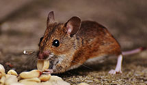 24 Hour & Emergency Exterminators in Falls Church, VA